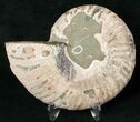 Ammonite Fossil (Half) - Million Years #17720-1
